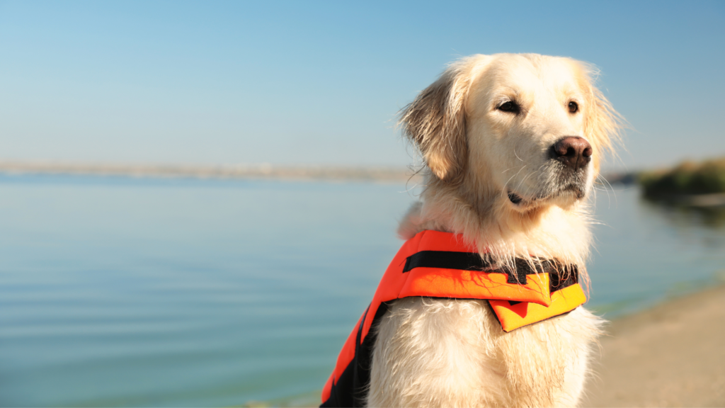 Life Jacket - Boating Safety