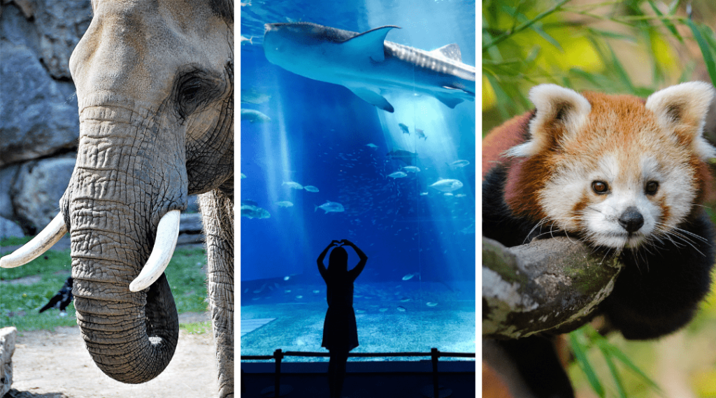 elephant, shark, and red panda.